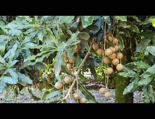 14.60HA SMALLHOLDING FOR SALE IN NELSPRUIT RURAL
